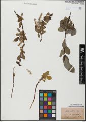 Foto von Salix glabra Scop.
